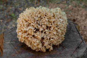 How to Choose the Best Sea Moss