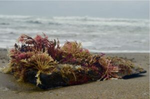 What Is Sea Moss