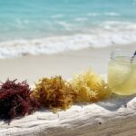 What Is the Best Sea Moss to Buy