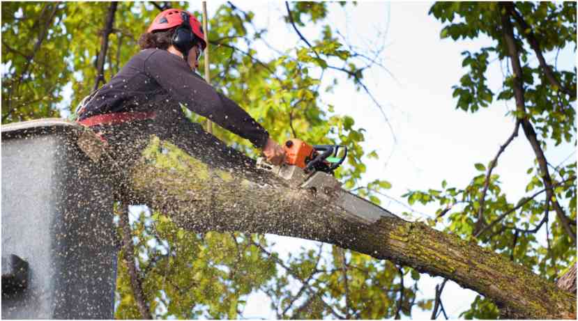 Why Healthy Trees Need Regular Maintenance