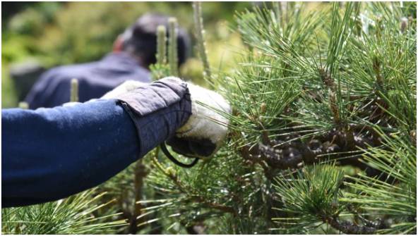Seasonal Care Supports Long-Term Tree Health