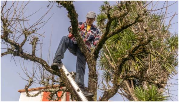 Tree Care Improves Safety Around Your Property