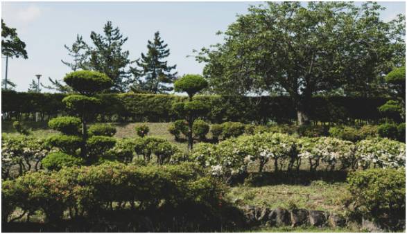 Healthy Trees Make Your Landscape Look Better