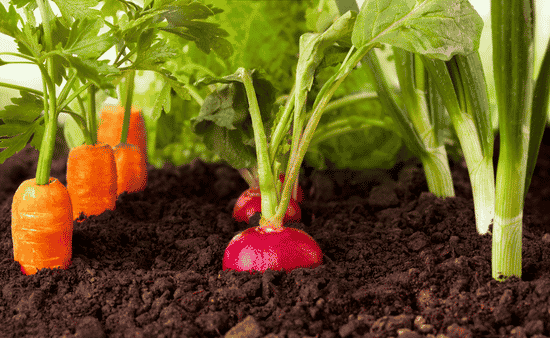 Root Vegetables for Every Space