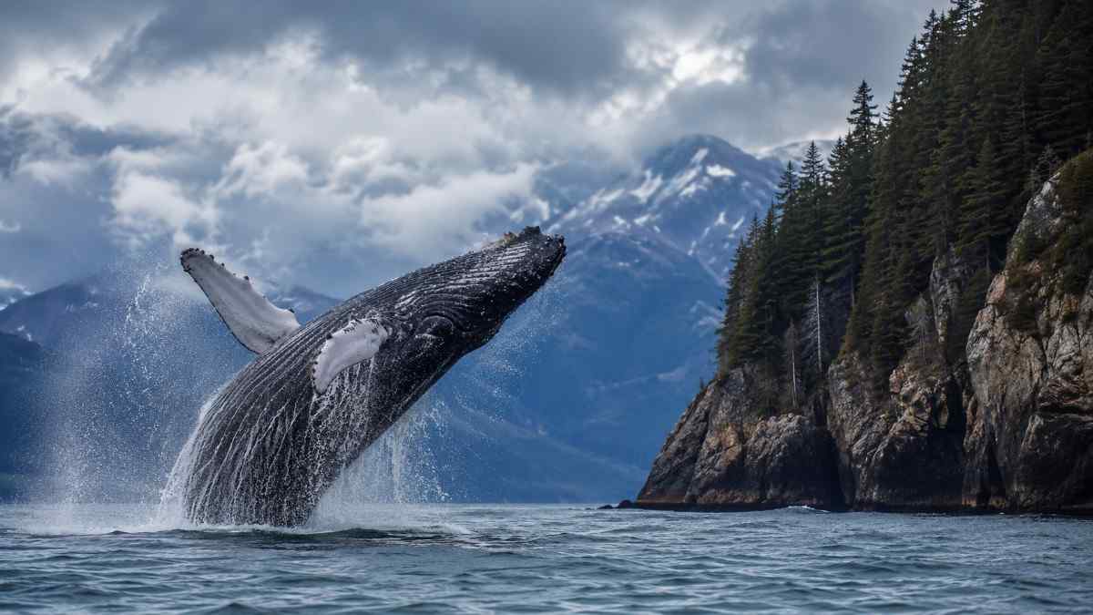 Deep Blue Treasures Coastal Wonders and Marine Life