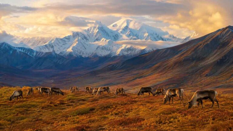 From Glaciers to Wildlife What to See in Alaska