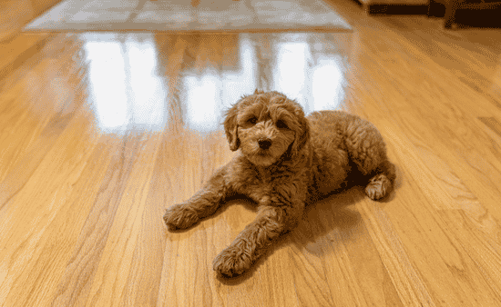Hardwood Floors Create a Classic Look