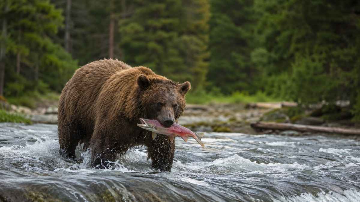 Monarchs of the Wild Brown Bears and Land Mammals