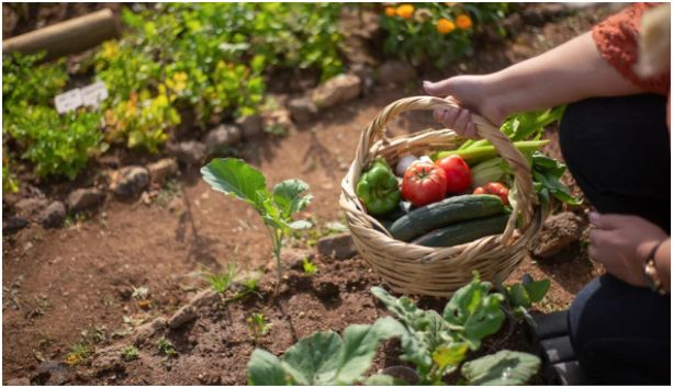 Evaluate Last Year's Garden Performance
