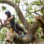 Why Healthy Trees Need Regular Maintenance