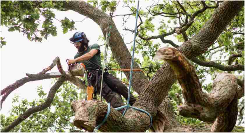 Why Healthy Trees Need Regular Maintenance