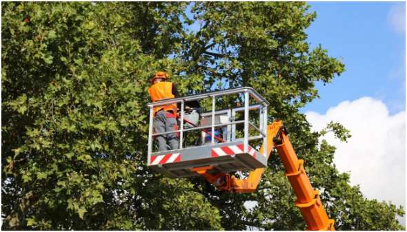 Tree Care Improves Safety Around Your Property