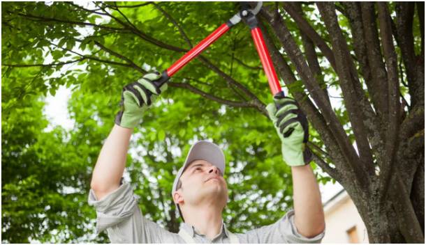 Seasonal Care Supports Long-Term Tree Health